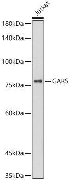 [KO Validated] GARS Rabbit mAb