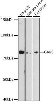 [KO Validated] GARS Rabbit mAb