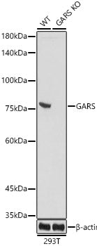 [KO Validated] GARS Rabbit mAb