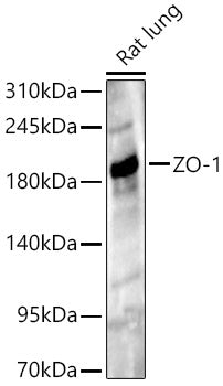 ZO-1 Rabbit pAb