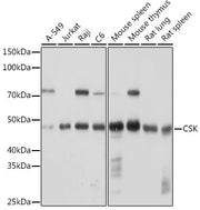 CSK Rabbit mAb