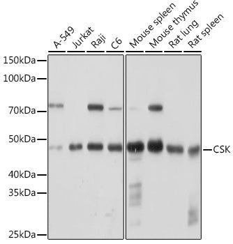 CSK Rabbit mAb