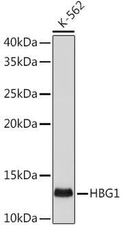 HBG1/2 Rabbit mAb