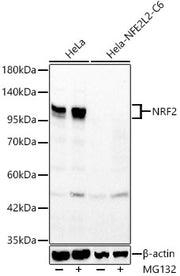 NRF2 Rabbit pAb