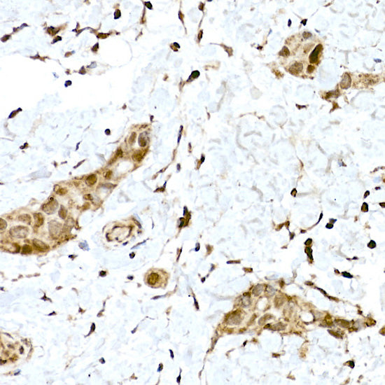 NRF2 Rabbit pAb