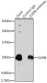 S100B Rabbit pAb