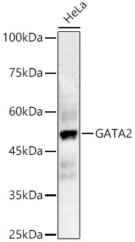GATA2 Rabbit pAb