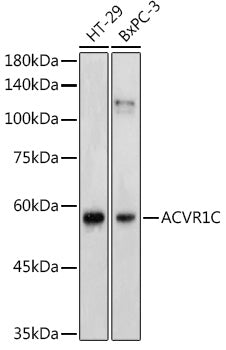 ACVR1C Rabbit pAb