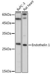 Endothelin 1 Rabbit pAb