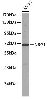 NRG1 Rabbit pAb