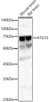 ATG13 Rabbit pAb