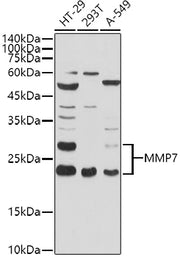 MMP7 Rabbit pAb