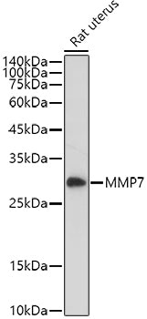 MMP7 Rabbit pAb