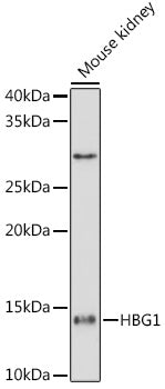HBG1/2 Rabbit mAb