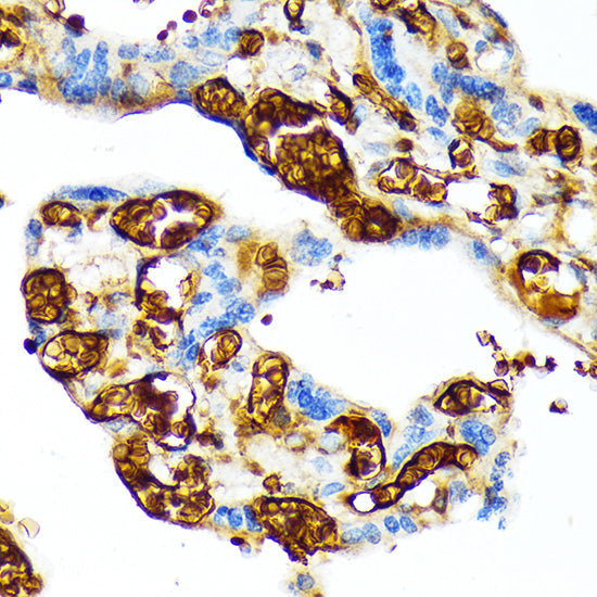 HBG1/2 Rabbit mAb