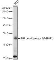 TGF beta Receptor I (TGFBR1) Rabbit pAb