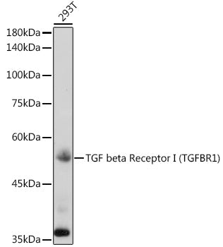 TGF beta Receptor I (TGFBR1) Rabbit pAb