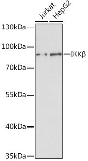 IKKβ Rabbit pAb