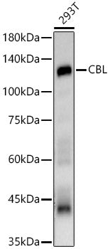 CBL Rabbit pAb