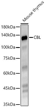 CBL Rabbit pAb