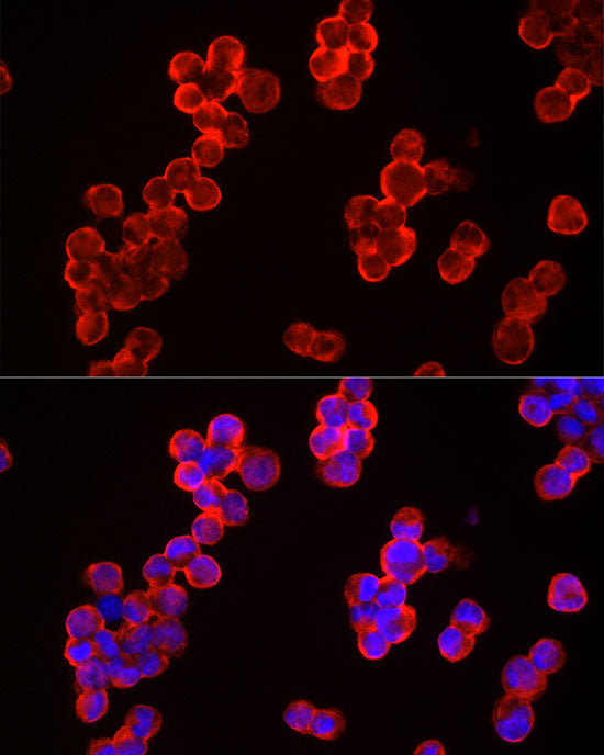 CBL Rabbit pAb
