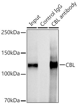 CBL Rabbit pAb