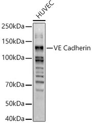 VE Cadherin Rabbit pAb