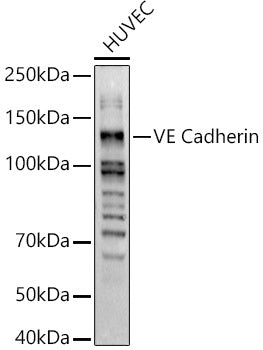 VE Cadherin Rabbit pAb