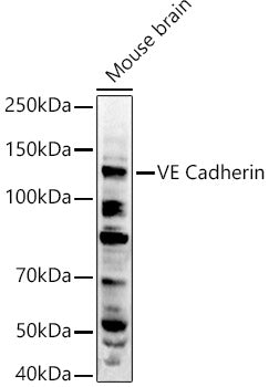 VE Cadherin Rabbit pAb