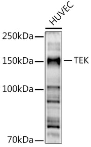 TEK Rabbit pAb
