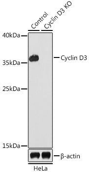 [KO Validated] Cyclin D3 Rabbit pAb