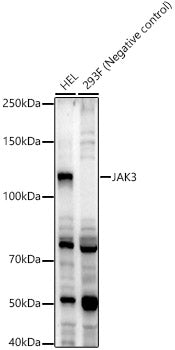 JAK3 Rabbit pAb