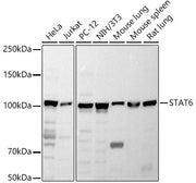 STAT6 Rabbit pAb