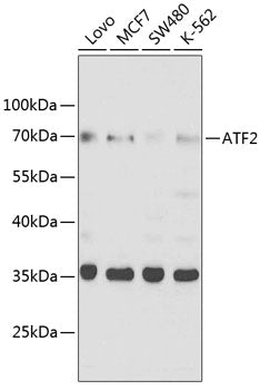ATF2 Rabbit pAb