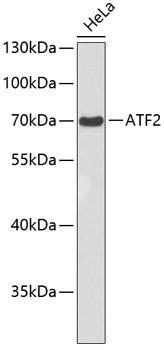 ATF2 Rabbit pAb