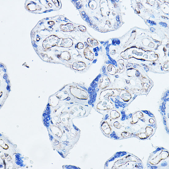CD34 Rabbit pAb