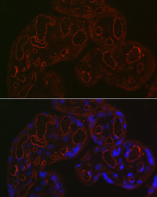 CD34 Rabbit pAb