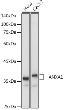 ANXA1 Rabbit pAb