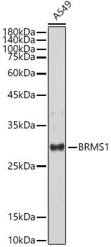 BRMS1 Rabbit mAb