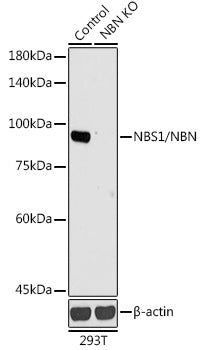[KO Validated] NBS1/NBN Rabbit pAb