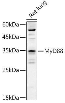 MyD88 Rabbit pAb