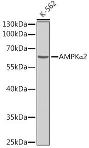 AMPKα2 Rabbit pAb