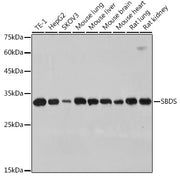 SBDS Rabbit mAb