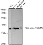 PKA C-alpha (PRKACA) Rabbit pAb