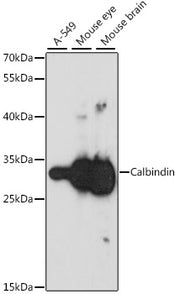 Calbindin Rabbit pAb