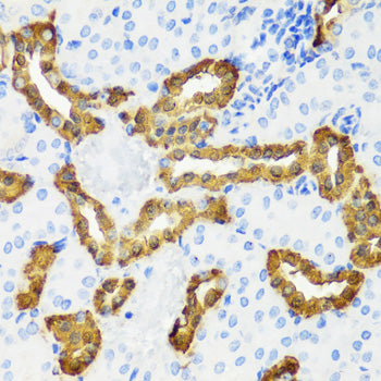 Calbindin Rabbit pAb