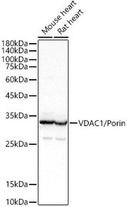 VDAC1 / Porin Rabbit pAb