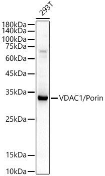 VDAC1 / Porin Rabbit pAb