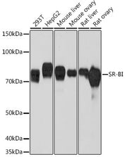 SR-BI Rabbit mAb