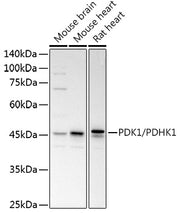 PDK1/PDHK1 Rabbit pAb
